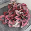 2 Begonia Plants Live Red Leaves, Begonia Plants, Indoor Live Plants, Houseplant