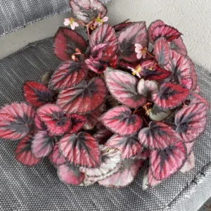 2 Begonia Plants Live Red Leaves, Begonia Plants, Indoor Live Plants, Houseplant