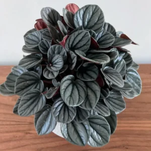 Peperomia Live Plant, Peperomia Plant Live Houseplants 4 Inches Pot Indoor House Plant Live, Ornamental Plant