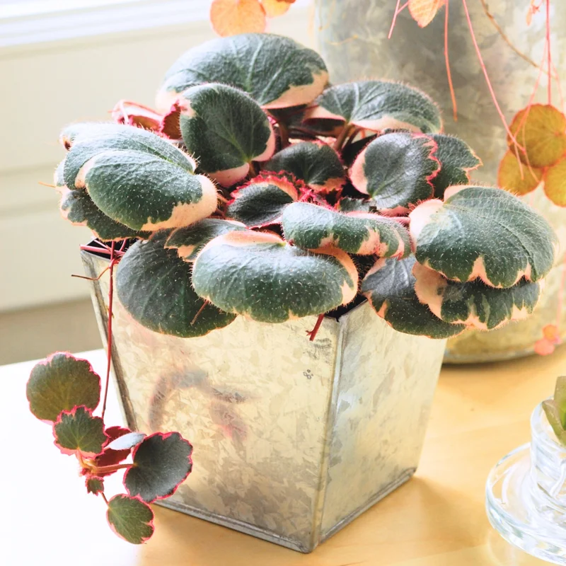 Begonia Plant, Begonia Live Plant Indoor, Live Begonia House Plant 2.5 Inches Pot For Ornament