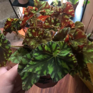 Begonia Plant, Begonia Live Plant Indoor, Live Begonia House Plant 2.5 Inches Pot For Ornament