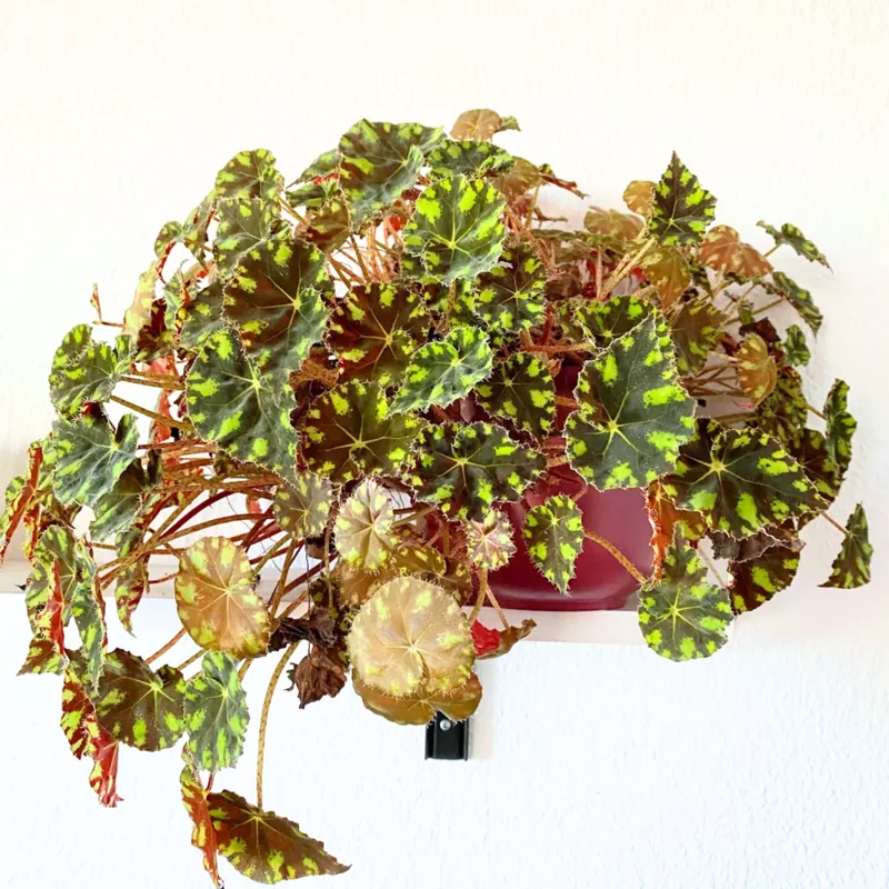 Begonia Plant, Begonia Live Plant Indoor, Live Begonia House Plant 2.5 Inches Pot For Ornament