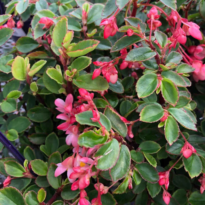 Begonia Plant, Begonia Live Plant Indoor, Live Begonia House Plant 2.5 Inches Pot For Ornament