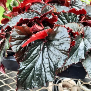 Begonia Plant, Begonia Live Plant Indoor, Live Begonia House Plant 2.5 Inches Pot For Ornament