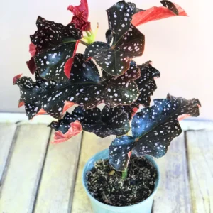 Begonia Live Plant 3.5 Inches Pot, Begonia House Plants, Live Ornamental Plants For Planting