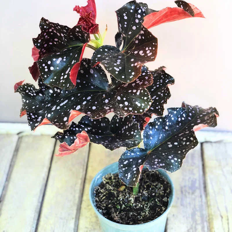 Begonia Live Plant 3.5 Inches Pot, Begonia House Plants, Live Ornamental Plants For Planting