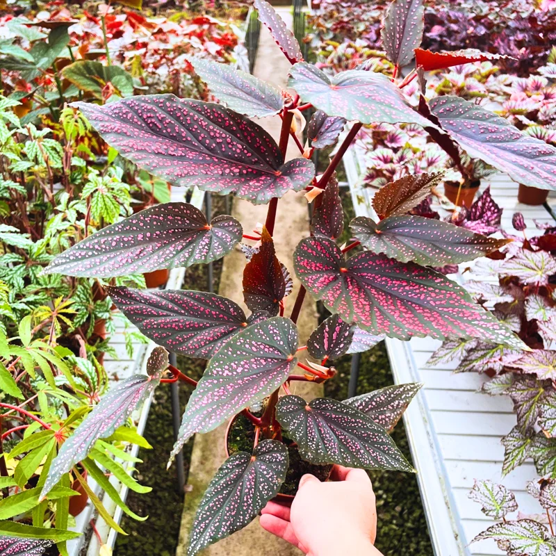Begonia Live Plant 3.5 Inches Pot, Begonia House Plants, Live Ornamental Plants For Planting