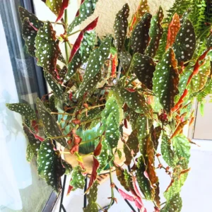 Begonia Live Plant 3.5 Inches Pot, Begonia House Plants, Live Ornamental Plants For Planting