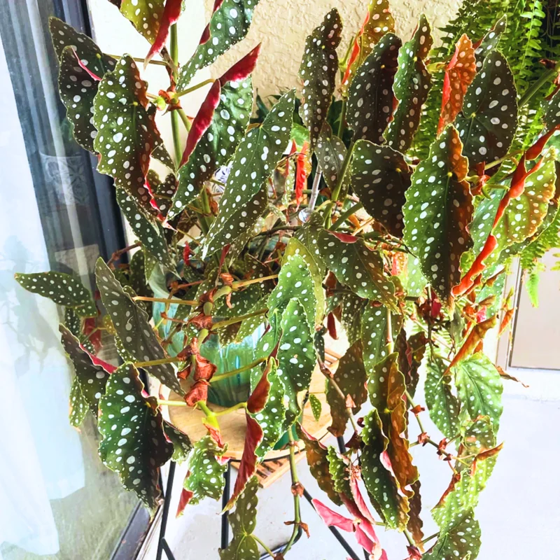 Begonia Live Plant 3.5 Inches Pot, Begonia House Plants, Live Ornamental Plants For Planting