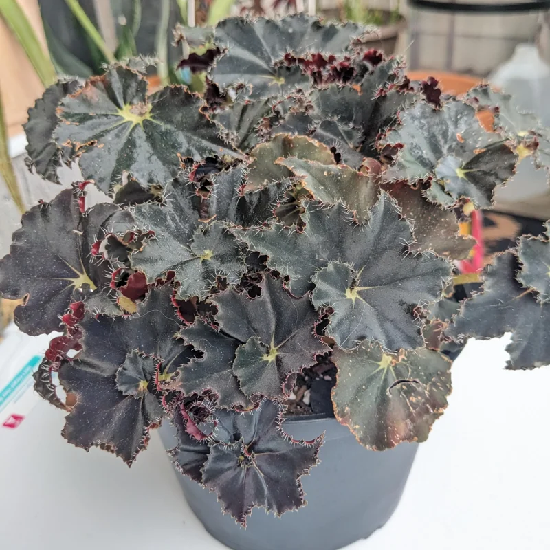 Begonia Live Plant 3.5 Inches Pot, Begonia House Plants, Live Ornamental Plants For Planting