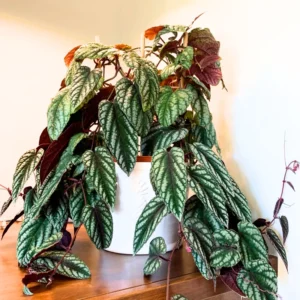 Begonia Live Plant 3.5 Inches Pot, Begonia House Plants, Live Ornamental Plants For Planting