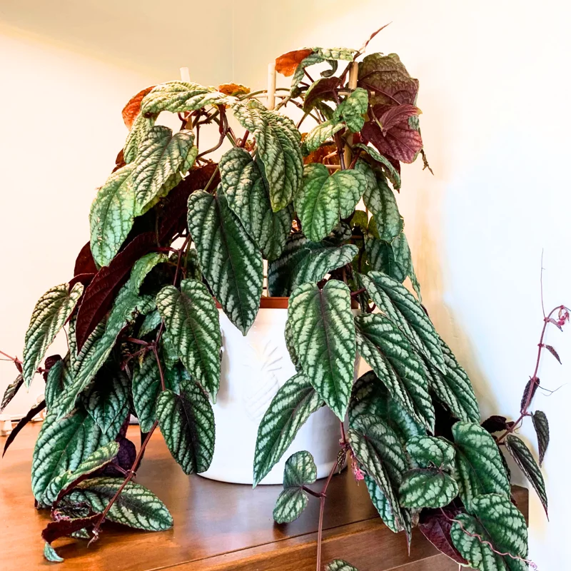 Begonia Live Plant 3.5 Inches Pot, Begonia House Plants, Live Ornamental Plants For Planting