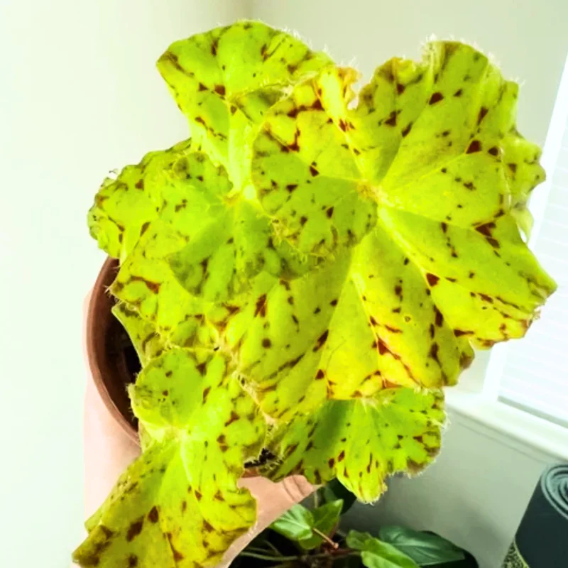 Begonia Live Plant 3.5 Inches Pot, Begonia House Plants, Live Ornamental Plants For Planting