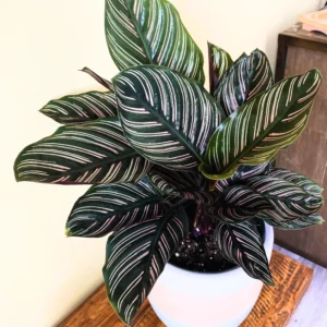 Calathea Plant Live 4 Inches Pot, Calathea Plant House Plant Indoors Live, Prayer Plant Live House Plant