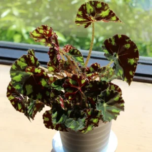 Begonia Live Plant 3.5 Inches Pot, Begonia House Plants, Live Ornamental Plants For Planting