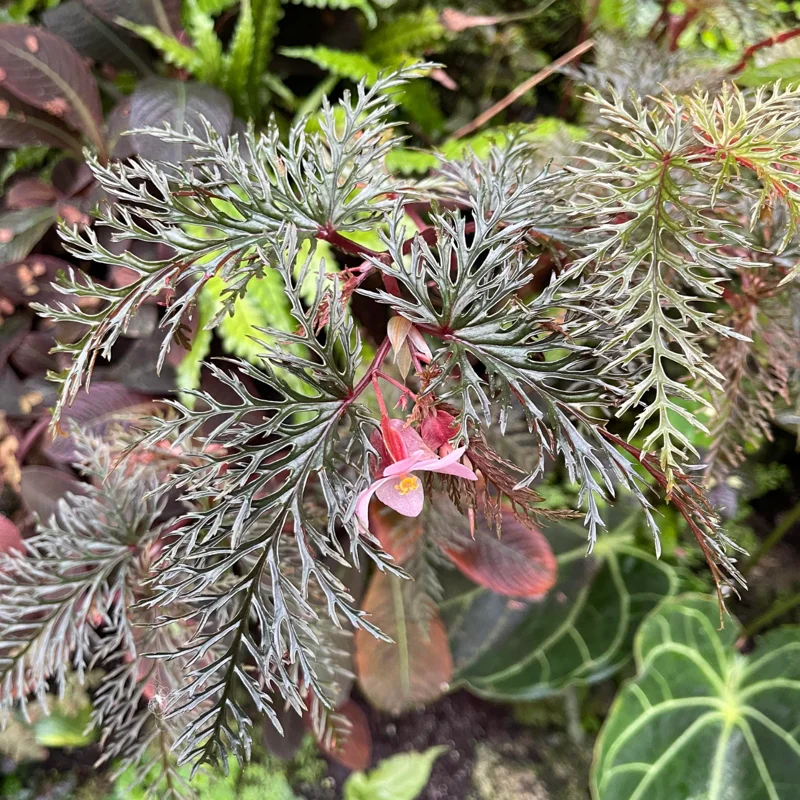 Begonia Live Plant 3.5 Inches Pot, Begonia House Plants, Live Ornamental Plants For Planting