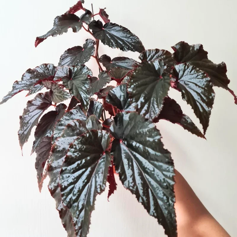 Begonia Live Plant 3.5 Inches Pot, Begonia House Plants, Live Ornamental Plants For Planting