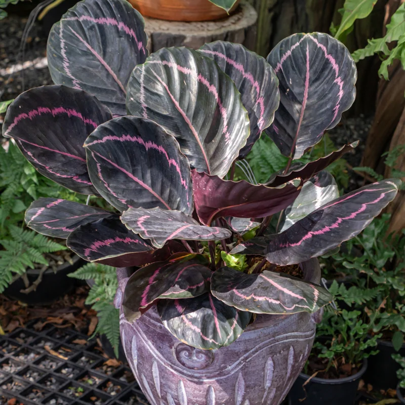 Calathea Plant Live 4 Inches Pot, Calathea Plant House Plant Indoors Live, Prayer Plant Live House Plant