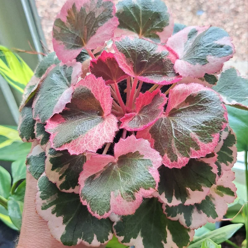 Begonia Live Plant 3.5 Inches Pot, Begonia House Plants, Live Ornamental Plants For Planting