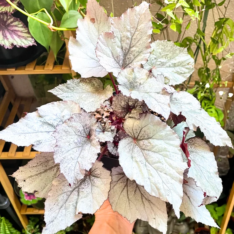 Begonia Live Plant 3.5 Inches Pot, Begonia House Plants, Live Ornamental Plants For Planting