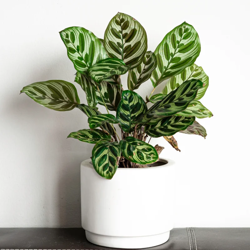 Calathea Plant Live 4 Inches Pot, Calathea Plant House Plant Indoors Live, Prayer Plant Live House Plant