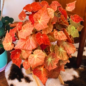 Begonia Live Plant 3.5 Inches Pot, Begonia House Plants, Live Ornamental Plants For Planting