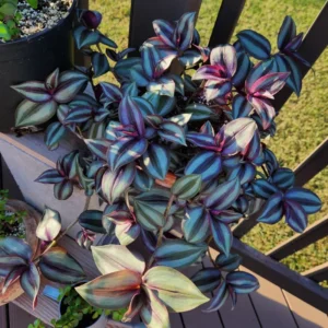 Wandering Jew Live Plant Indoor, Tradescantia Live Plant 2.5 Inches Pot, Indoor Plant Live Houseplants, Vine Plant