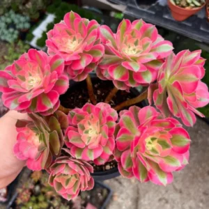 Aeonium Succulent Plant - 3 to 5 Inch Tall- Live Succulent for Indoor or Outdoor Décor