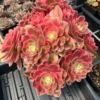 Succulent Plant Live - Aeonium Succulent Plant - 3 to 5 Inch Tall- Live Succulent for Indoor or Outdoor Décor