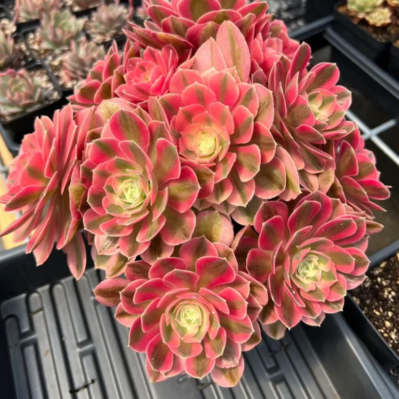 Succulent Plant Live - Aeonium Succulent Plant - 3 to 5 Inch Tall- Live Succulent for Indoor or Outdoor Décor