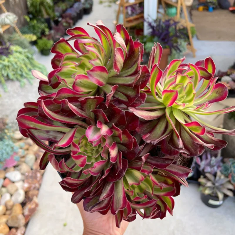 Aeonium Mardi Gras