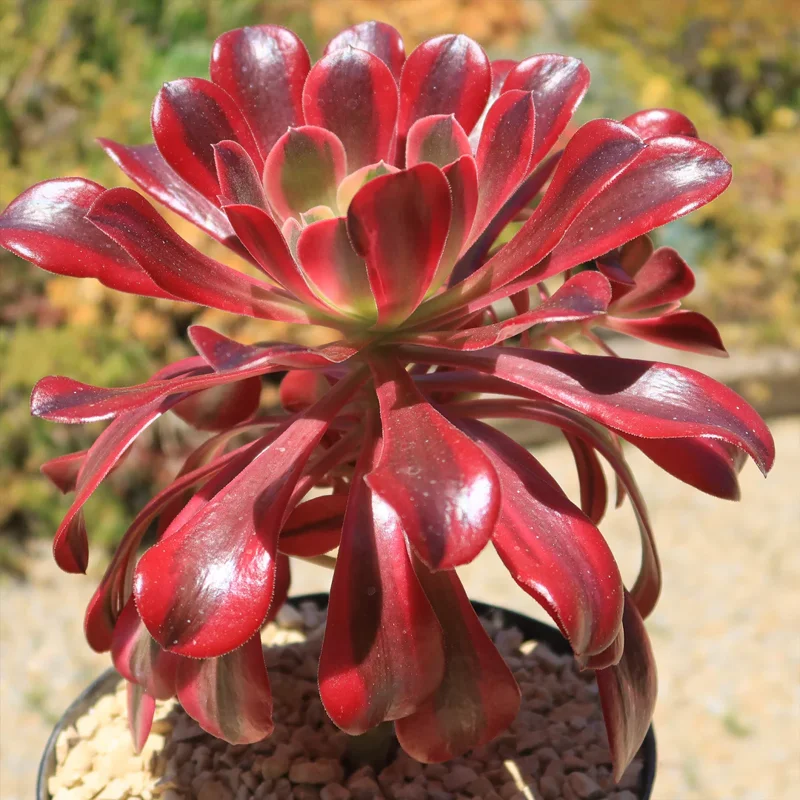 Aeonium Medusa
