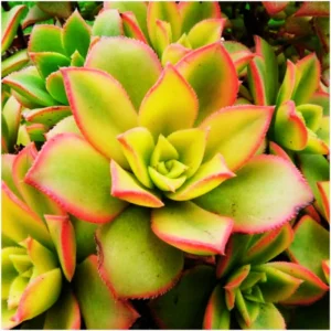 Aeonium Starburst