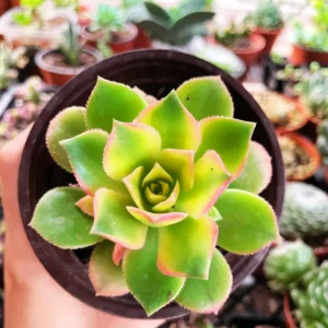 Aeonium Starburst