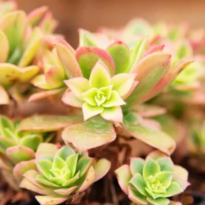 Aeonium Starburst