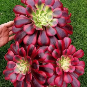 Aeonium Medusa