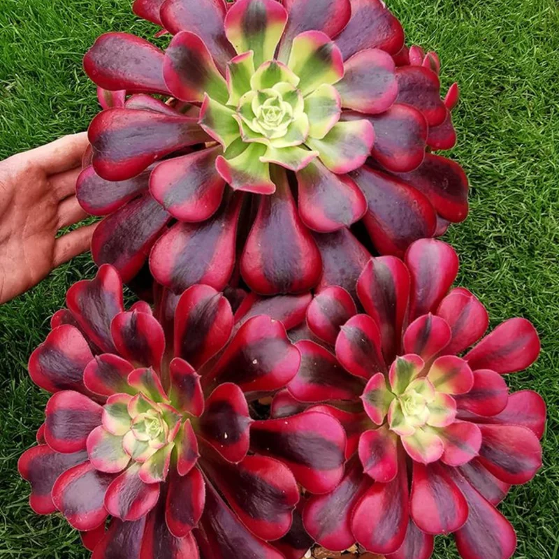 Aeonium Medusa