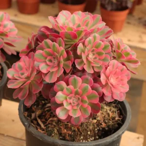 Aeonium Pink Witch