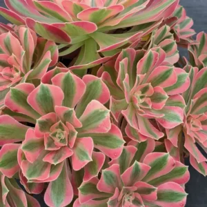 Aeonium Pink Witch