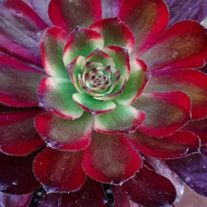 Aeonium Mardi Gras