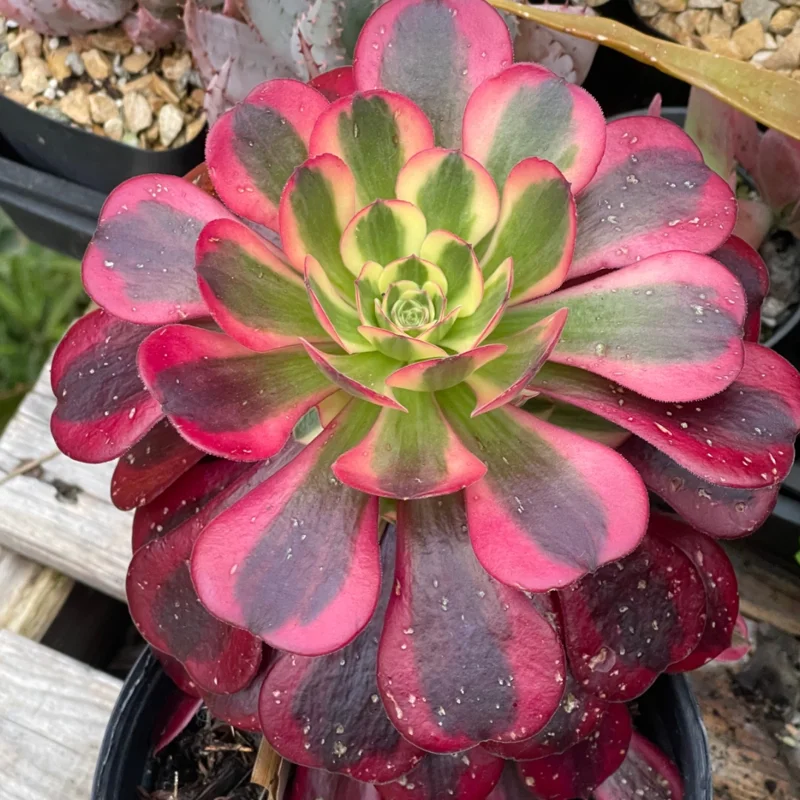 Aeonium Medusa