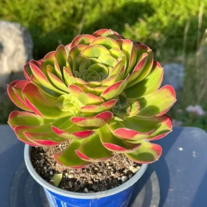 Halloween Variegated