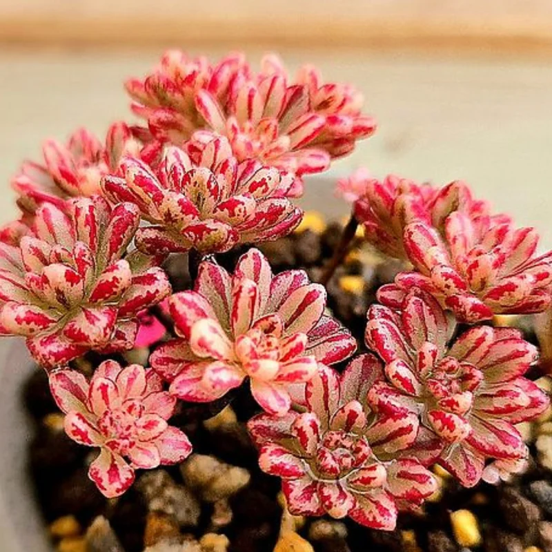 Aeonium Sedifolium