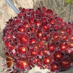 Aeonium Arboreum Velour Crested