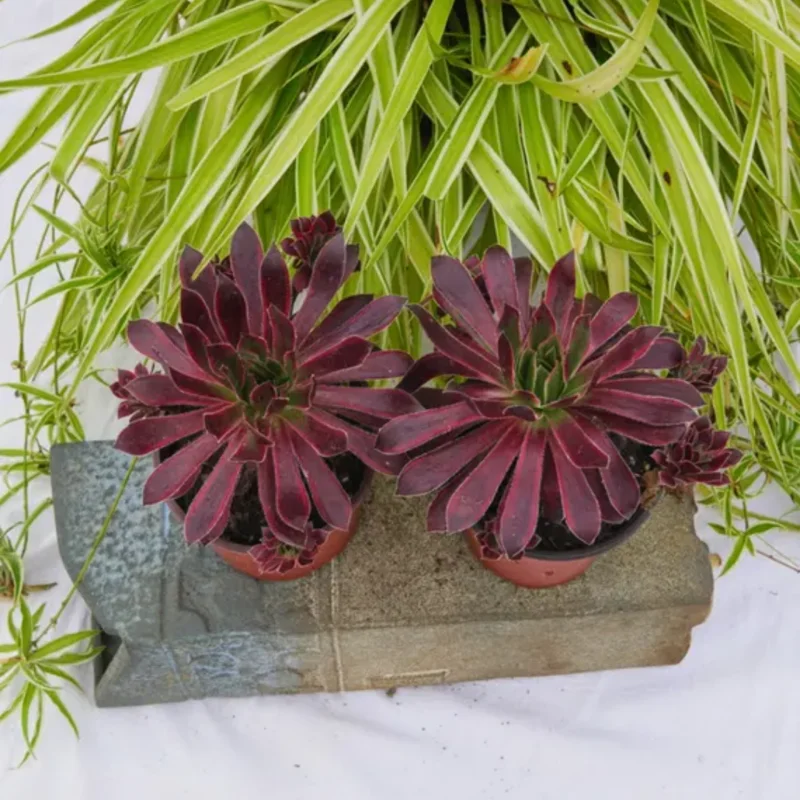 Aeonium Peacock Feather