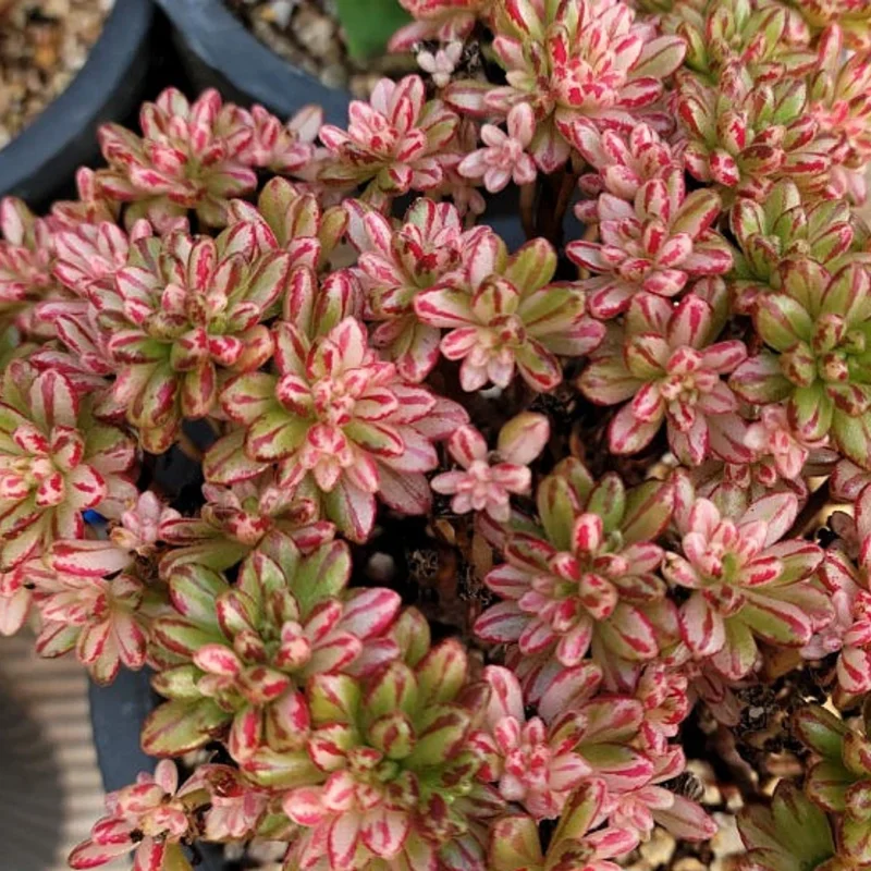 Aeonium Sedifolium
