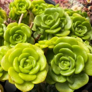 Aeonium LilyPad