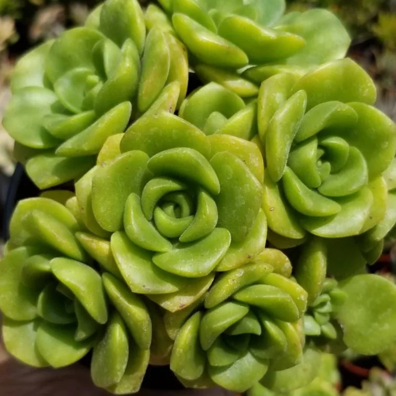Aeonium LilyPad