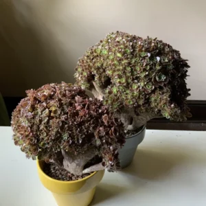 Aeonium Arboreum Velour Crested