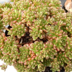 Aeonium Sedifolium